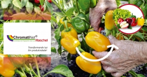 ChromatiNet&reg; Raschel